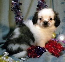 Charming Males and Female Tibetan Spaniel Puppies