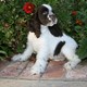 Cute Boy and Girl er Spaniel Puppies Available now