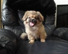 Male and female Tibetan Spaniel puppies