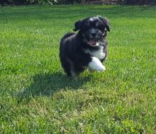 males and females lowchen puppies for good homes
