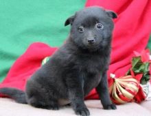 schipperke puppies