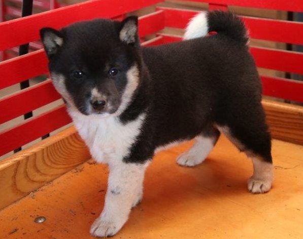 Beautiful schipperke puppies Image eClassifieds4u