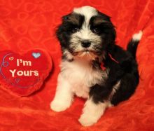 Very affectionate lowchen puppies Image eClassifieds4u 1