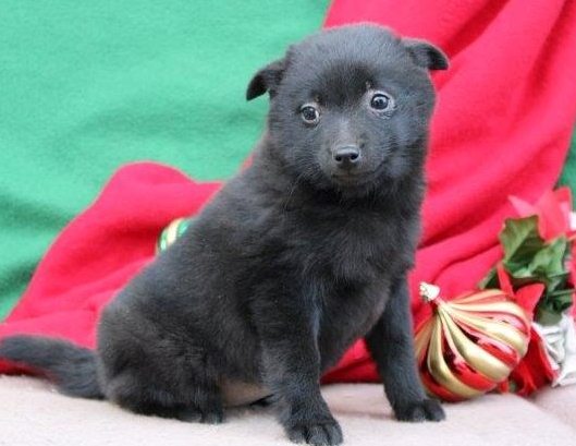schipperke puppies available Image eClassifieds4u