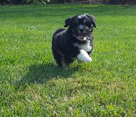 well trained lowchen puppies Image eClassifieds4u