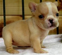 French Bulldog puppies, updated on vaccines,potty trained and socialized.