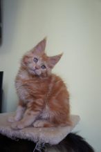 Maine coon kittens available for adoption. Updated on vaccinations and dewormed.