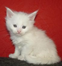 Maine coon kittens available for adoption. Updated on vaccinations and dewormed.