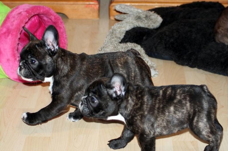 French Bulldog puppies, updated on vaccines,potty trained and socialized. Image eClassifieds4u