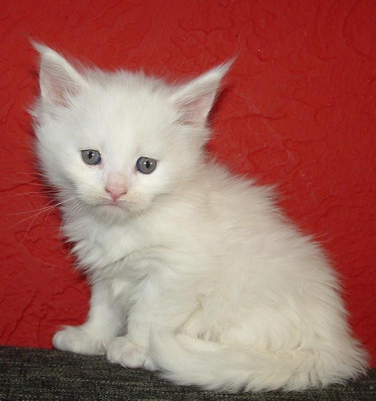 Maine coon kittens available for adoption. Updated on vaccinations and dewormed. Image eClassifieds4u