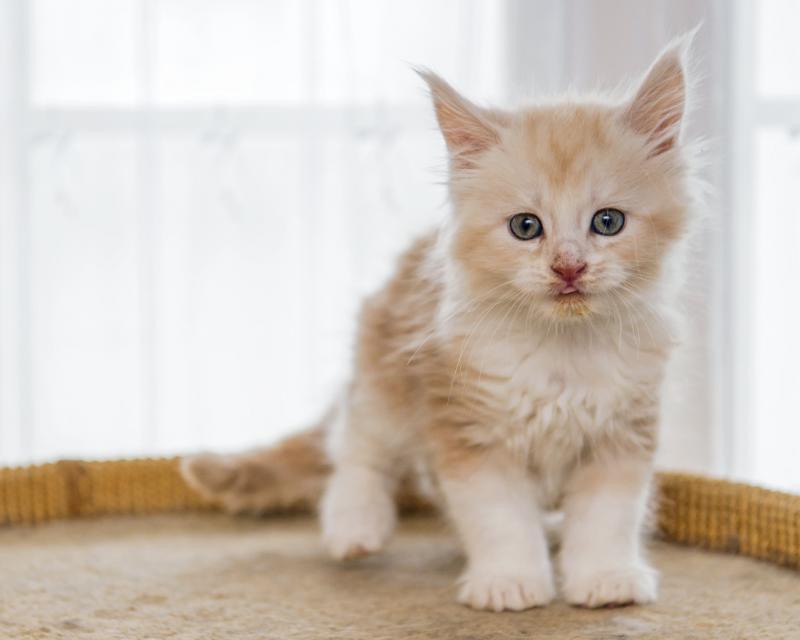 Maine coon kittens available for adoption. Updated on vaccinations and dewormed. Image eClassifieds4u