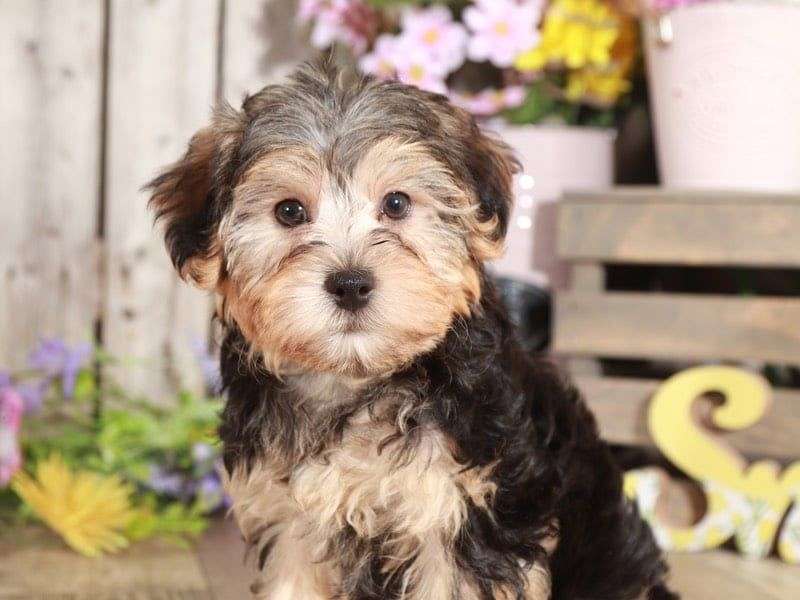 ??Black and Tan Male Yorkshire Terrier??*catalinamarisol3@gmail.com*‪(424) 240-5170 Image eClassifieds4u