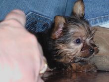 ❤️Adorable Yorkshire Terrier puppies available❤️*catalinamarisol3@gmail.com*‪(424) 240-517