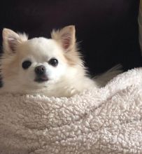 5 month Chihuahuas needs a home*catalinamarisol3@gmail.com*‪(424) 240-5170