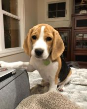 C.K.C MALE AND FEMALE BEAGLE PUPPIES AVAILABLE