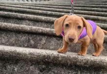 Cute Lovely Dachshund Puppies male and female for adoption