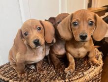 Hunting Dachshund Puppies available*catalinamarisol3@gmail.com*‪(424) 240-5170