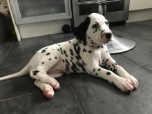 Outstanding Dalmatian Puppies Ready For Adoption