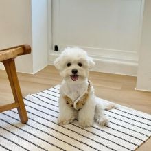 Pure White Maltese Ready For New Home