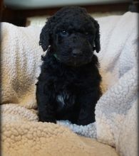 Purebred and Beautiful Goldendoodle Puppies