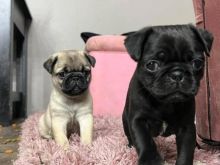 wise and good Pug Puppies available*catalinamarisol3@gmail.com*‪(424) 240-5170