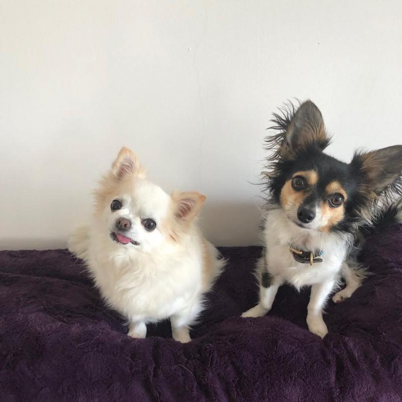 5 month Chihuahuas needs a home*catalinamarisol3@gmail.com*‪(424) 240-5170 Image eClassifieds4u