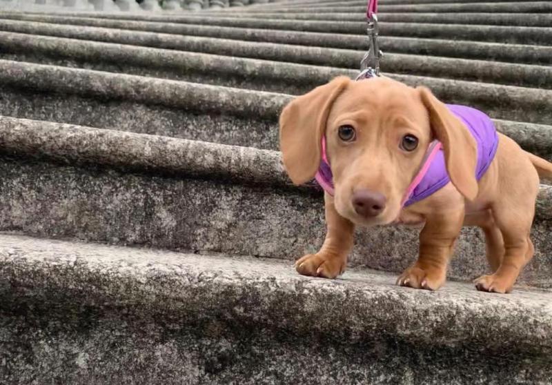 Cute Lovely Dachshund Puppies male and female for adoption Image eClassifieds4u