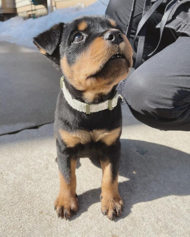 Gorgeous Ckc Rottweiler Puppies For You Image eClassifieds4u