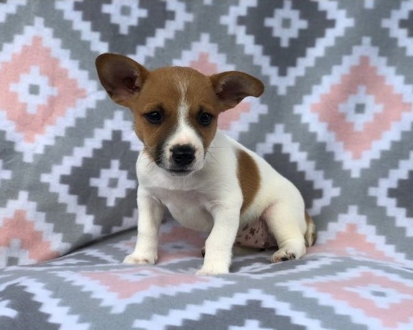 Gorgeous Full Pedigree Jack Russell Pups for Adoption Image eClassifieds4u