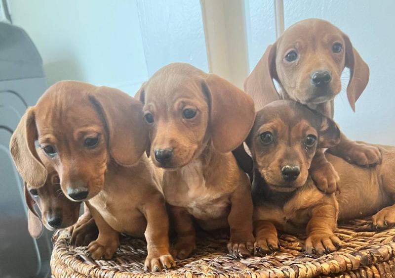 Hunting Dachshund Puppies available*catalinamarisol3@gmail.com*‪(424) 240-5170 Image eClassifieds4u