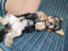 ??Black and Tan Male Yorkshire Terrier??*catalinamarisol3@gmail.com*‪(424) 240-5170 Image eClassifieds4u 2