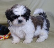 2 Shih tzu Puppies for Re-homing Image eClassifieds4u 2