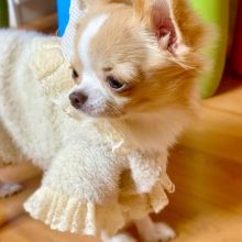 Cute Lovely chihuahuaPuppies male and female for adoption Image eClassifieds4U