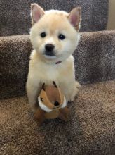 Gorgeous Shiba Inu Puppies For Adoption Image eClassifieds4U