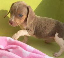 Miniature smooth hair Dachshund puppies*catalinamarisol3@gmail.com*‪(424) 240-5170 Image eClassifieds4u 3