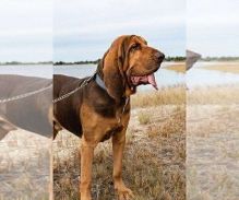 Purebred working Bloodhound❤️catalinamarisol3@gmail.com❤️(424) 240-5170 Image eClassifieds4u 3