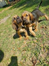 Purebred working Bloodhound❤️catalinamarisol3@gmail.com❤️(424) 240-5170 Image eClassifieds4u 2