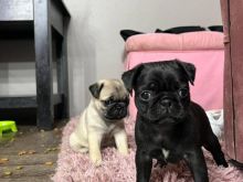 wise and good Pug Puppies available*catalinamarisol3@gmail.com*‪(424) 240-5170 Image eClassifieds4u 2