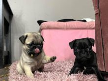 wise and good Pug Puppies available*catalinamarisol3@gmail.com*‪(424) 240-5170 Image eClassifieds4u 3