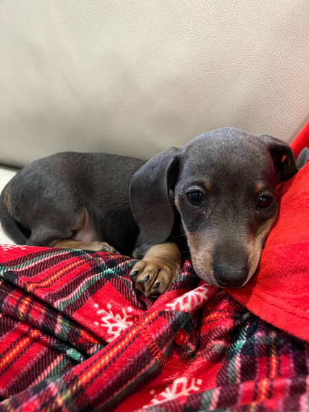 Miniature smooth hair Dachshund puppies*catalinamarisol3@gmail.com*‪(424) 240-5170 Image eClassifieds4u