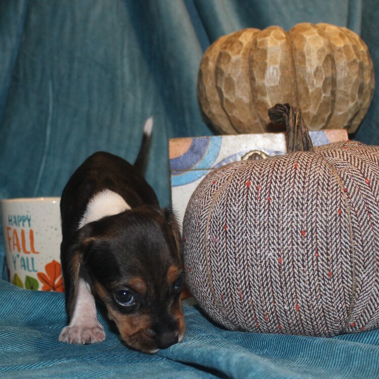 Miniature smooth hair Dachshund puppies*catalinamarisol3@gmail.com*‪(424) 240-5170 Image eClassifieds4u
