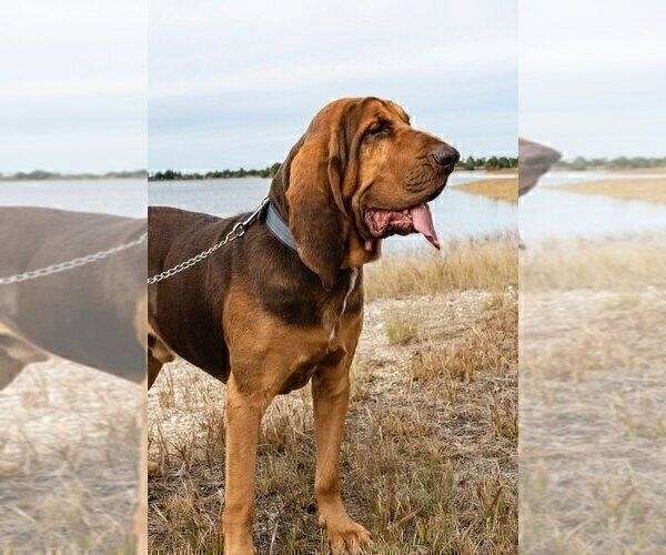 Purebred working Bloodhound❤️catalinamarisol3@gmail.com❤️‪(424) 240-5170 Image eClassifieds4u