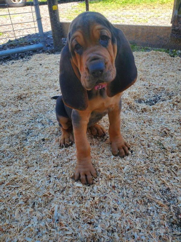Purebred working Bloodhound❤️catalinamarisol3@gmail.com❤️‪(424) 240-5170 Image eClassifieds4u