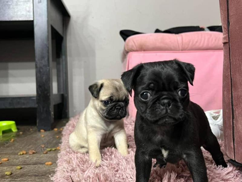 wise and good Pug Puppies available*catalinamarisol3@gmail.com*‪(424) 240-5170 Image eClassifieds4u