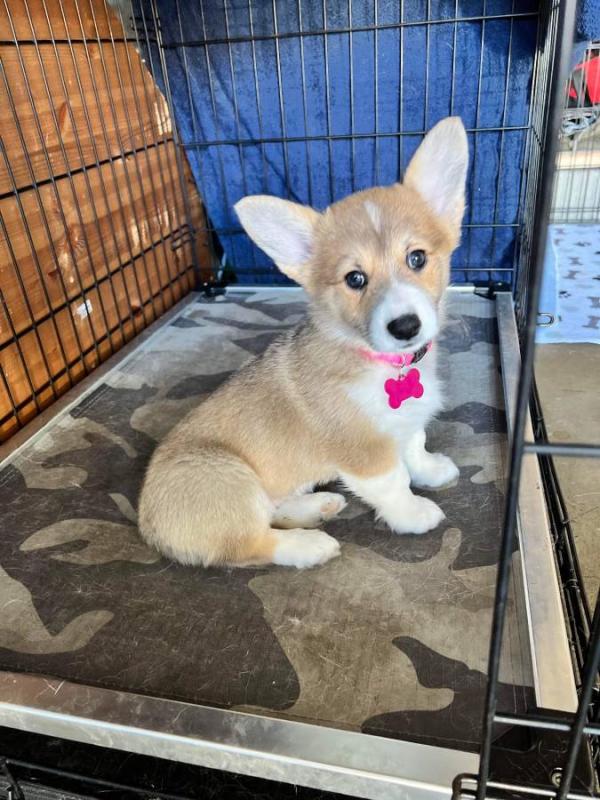 ❤️Adorable Welsh Corgi puppies ❤️*catalinamarisol3@gmail.com*(201) 742-7157 Image eClassifieds4u