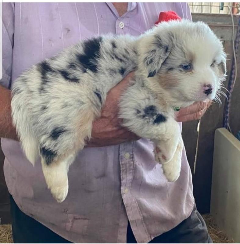❤️AUSTRALIAN SHEPHERD female pups❤️*catalinamarisol3@gmail.com*(201) 742-7157 Image eClassifieds4u