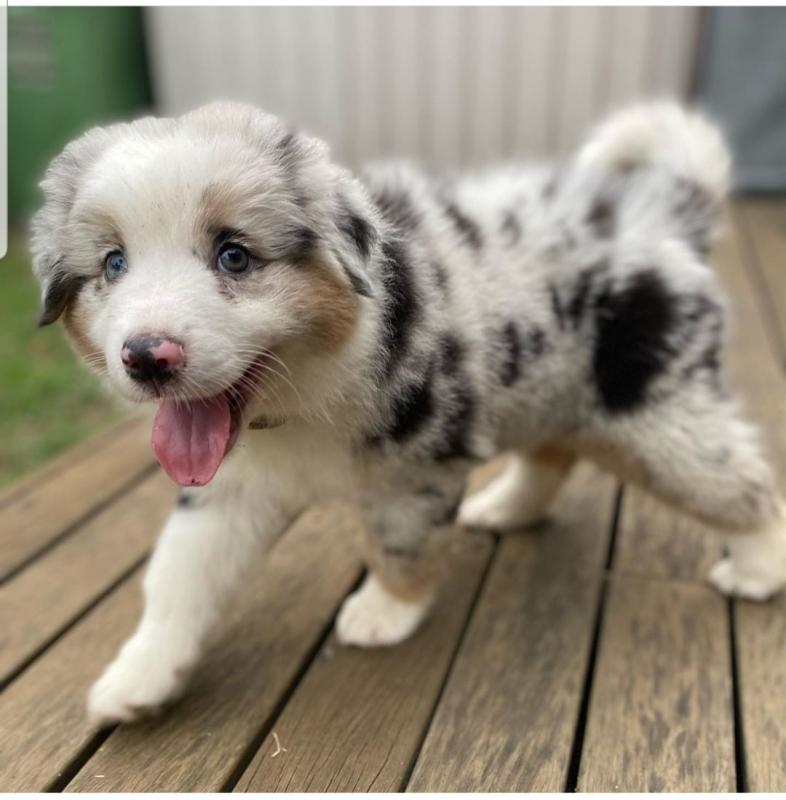 ❤️AUSTRALIAN SHEPHERD female pups❤️*catalinamarisol3@gmail.com*(201) 742-7157 Image eClassifieds4u