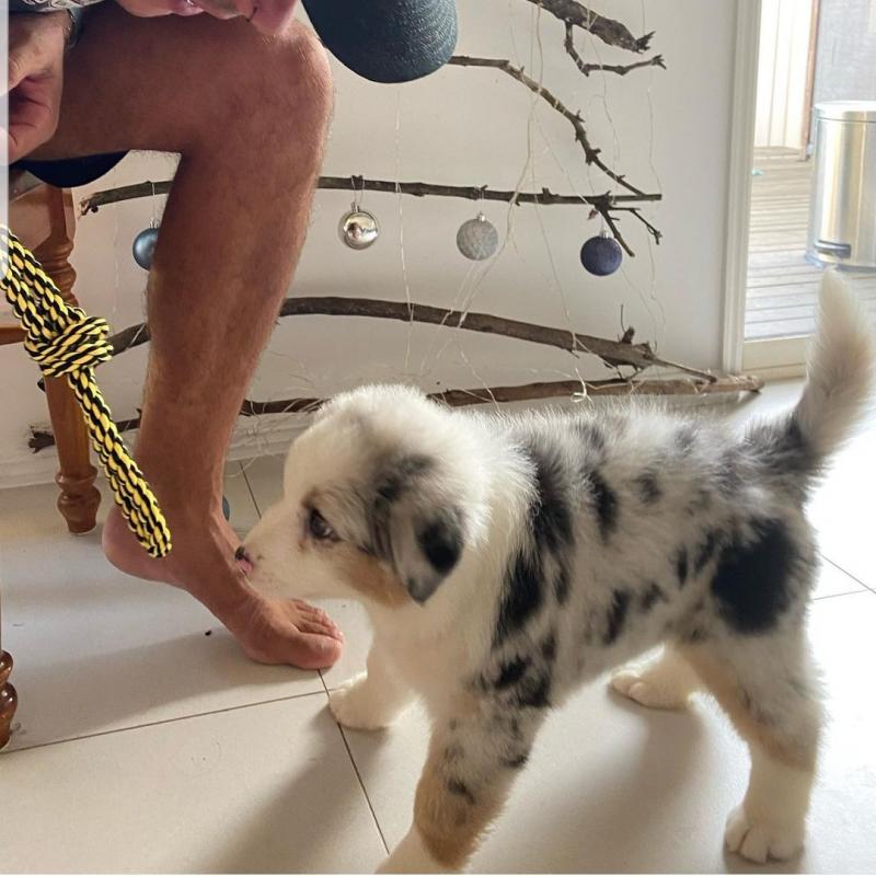 ❤️AUSTRALIAN SHEPHERD female pups❤️*catalinamarisol3@gmail.com*(201) 742-7157 Image eClassifieds4u