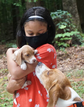 ❣️Beautiful Corgi mix Pomeranian puppies *catalinamarisol3@gmail.com*(201) 742-7157 Image eClassifieds4u