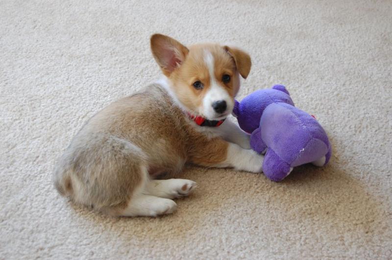 ❣️Beautiful Corgi mix Pomeranian puppies *catalinamarisol3@gmail.com*(201) 742-7157 Image eClassifieds4u